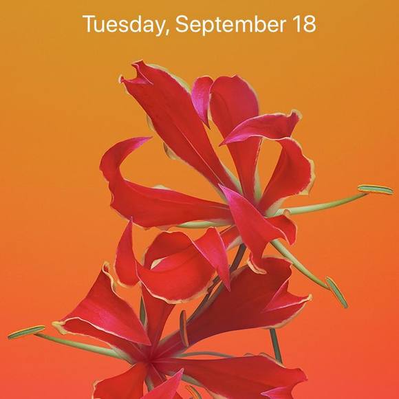 Meet your Posher, Angelica - Picture 1 of 1